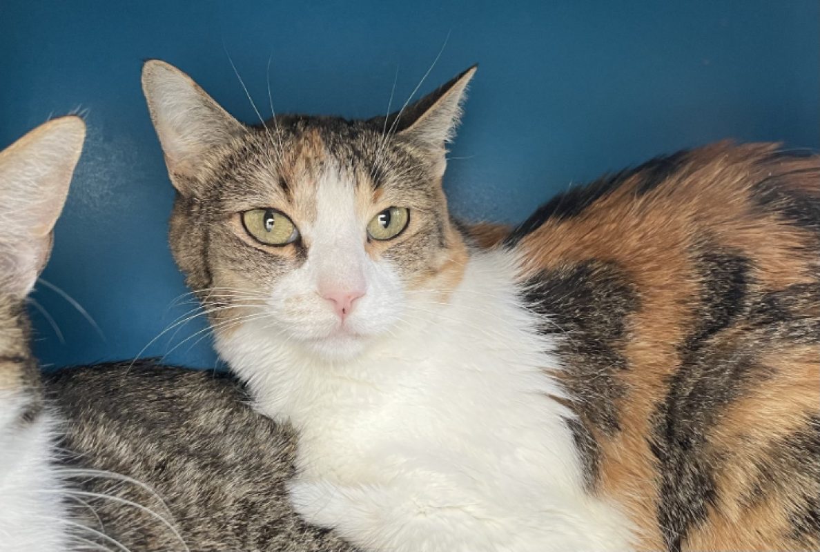 Houlette - Chat Européen à adopter
