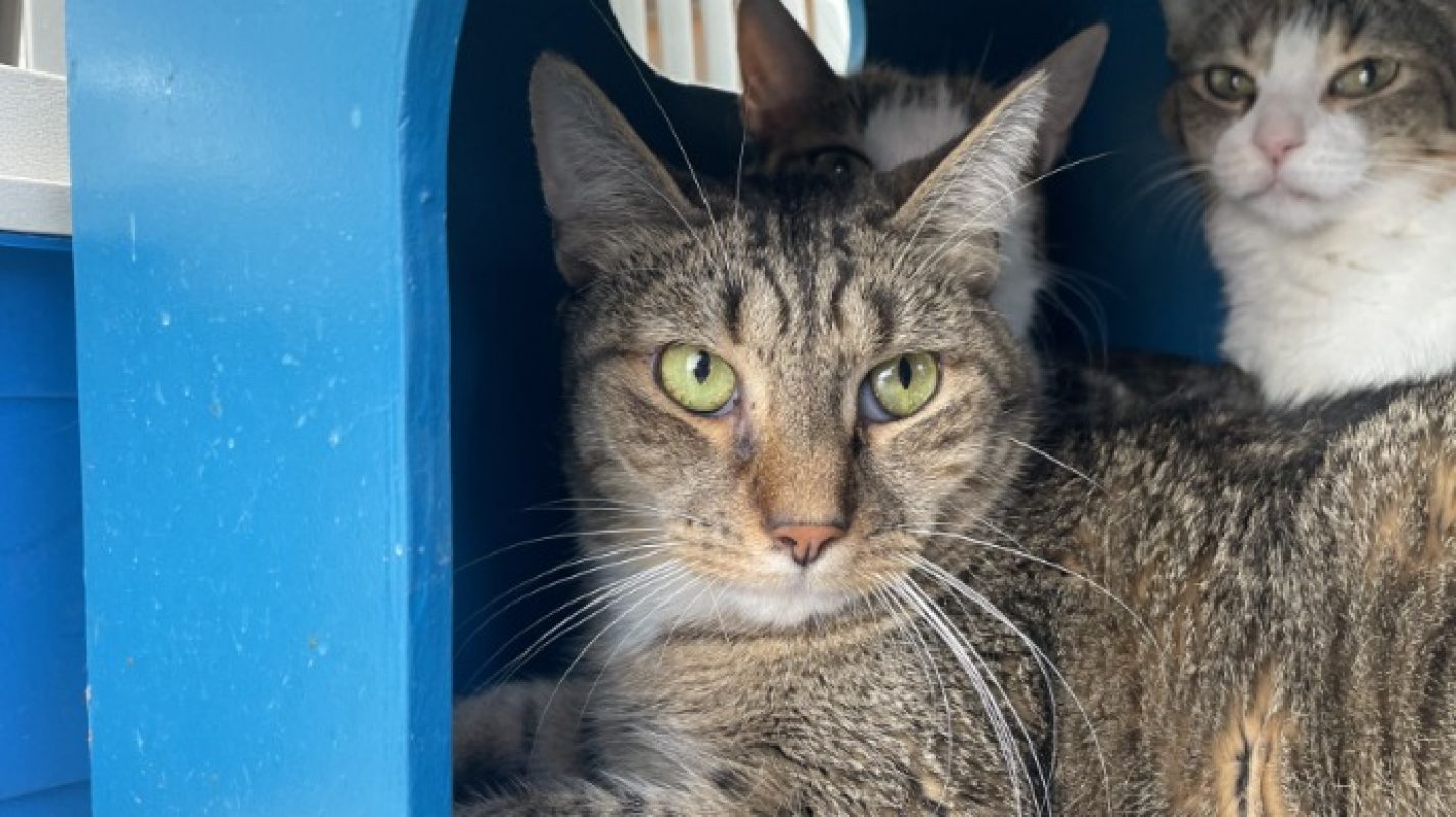 Menthe - Chat Européen à adopter