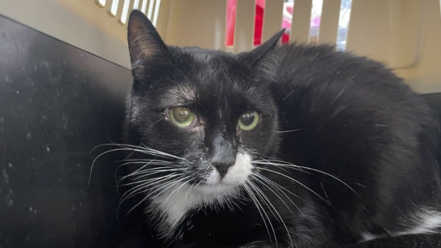 Moose - Chat Européen à adopter