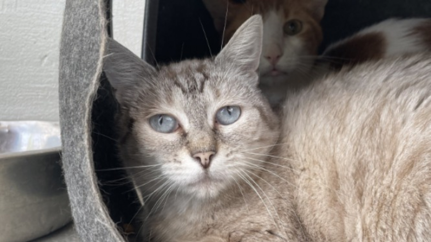 Medine - Chat Européen à adopter