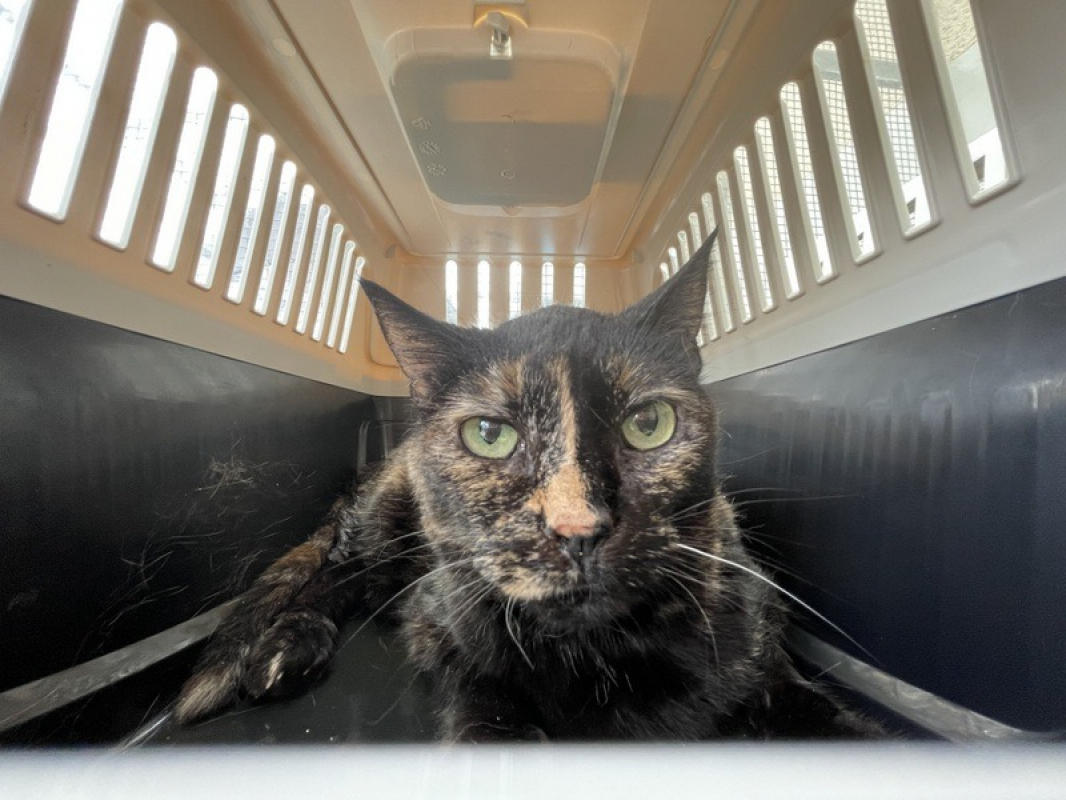 Selina - Chat Européen à adopter