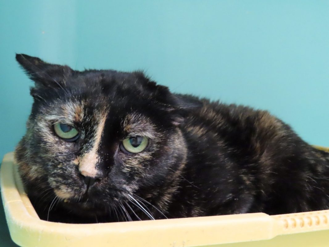 Selina - Chat Européen à adopter