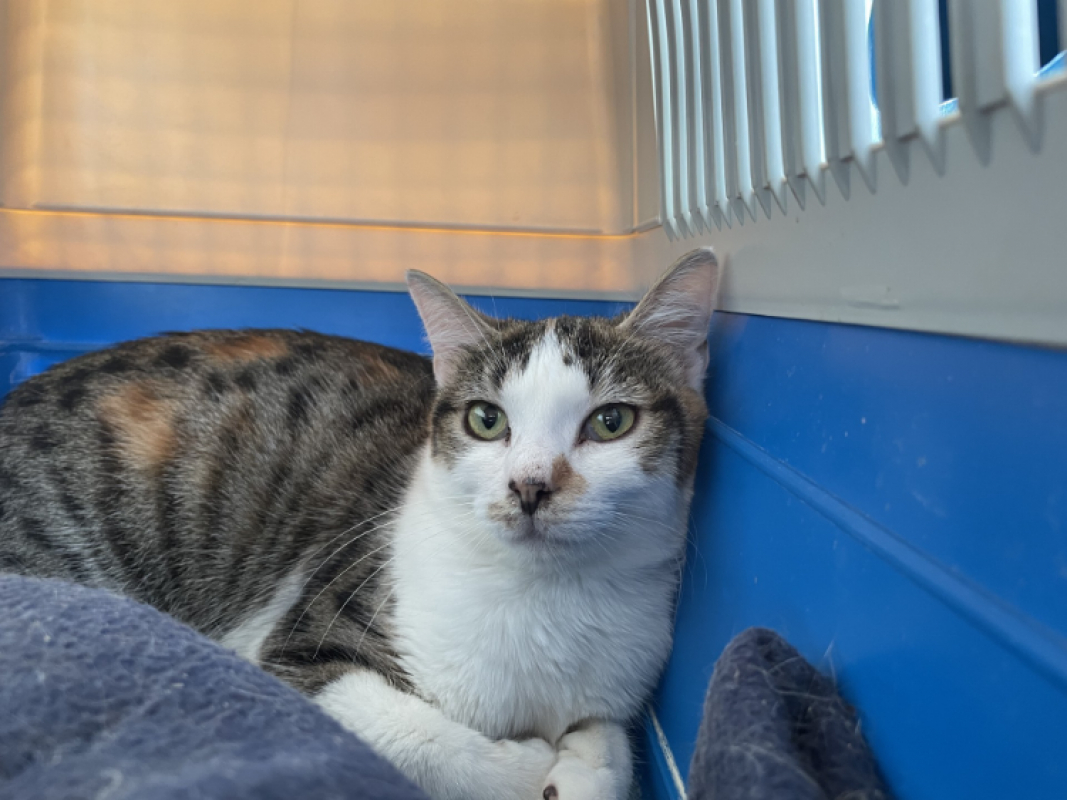 Gim - Chat Européen à adopter