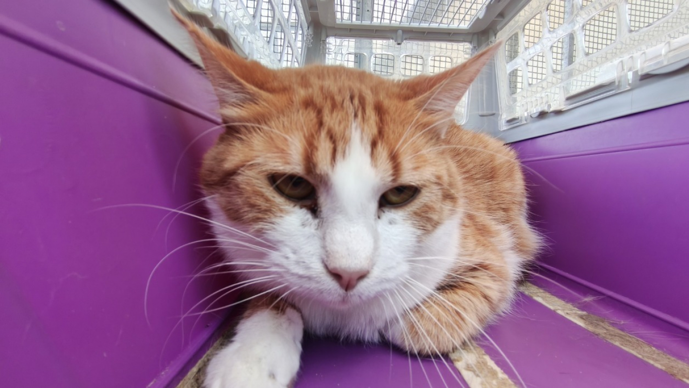 Exor - Chat Européen à adopter