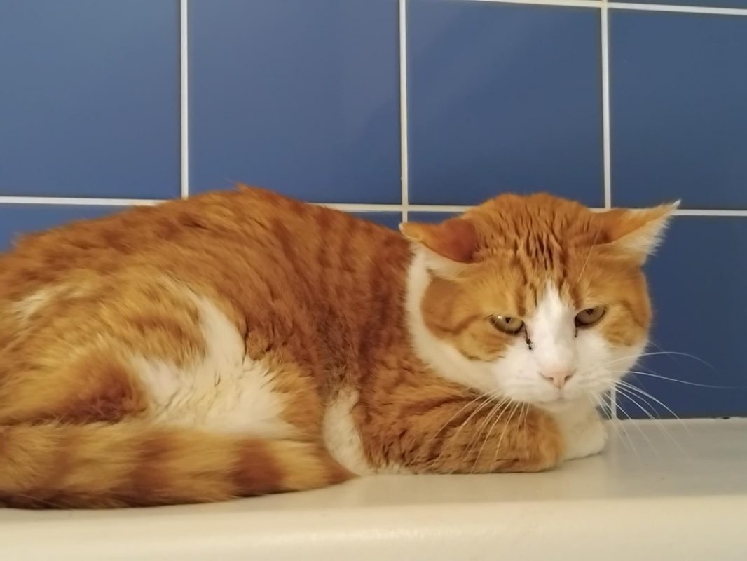 Exor - Chat Européen à adopter