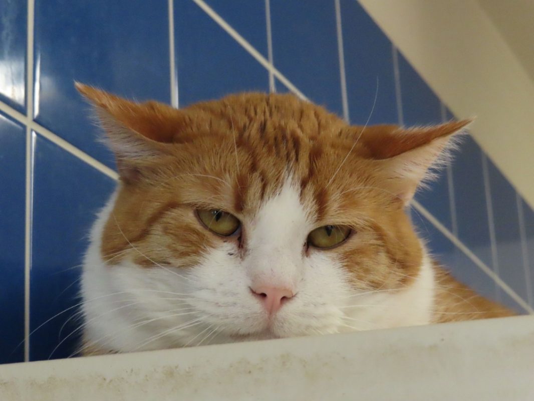 Exor - Chat Européen à adopter - photo 2