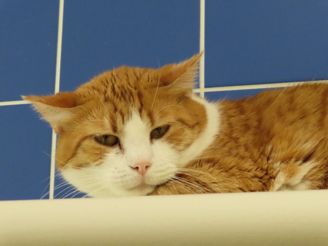 Exor - Chat Européen à adopter - photo 3