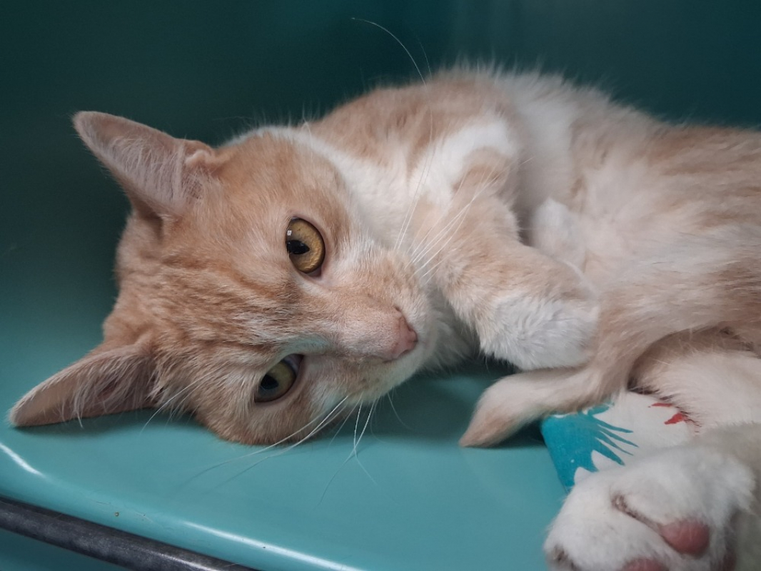 Atlas - Chat Européen à adopter
