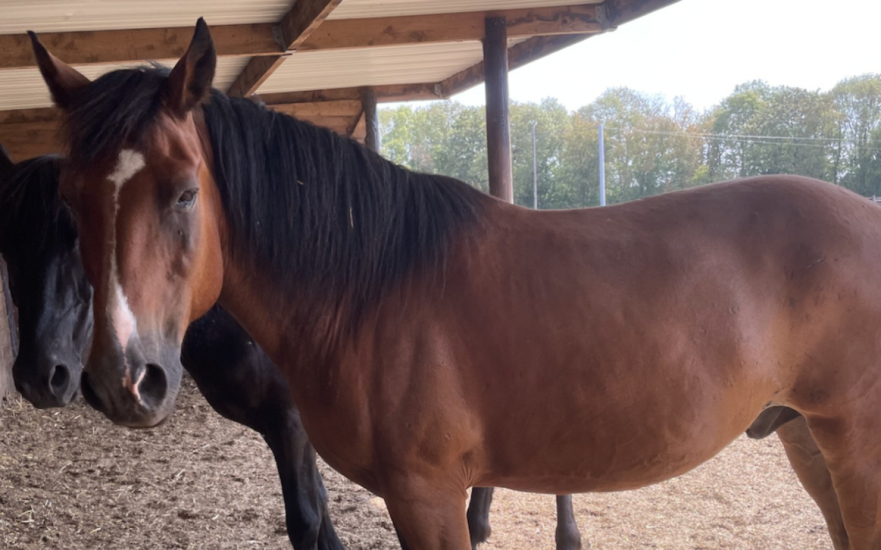 Leebresse - Equidé Cheval à adopter
