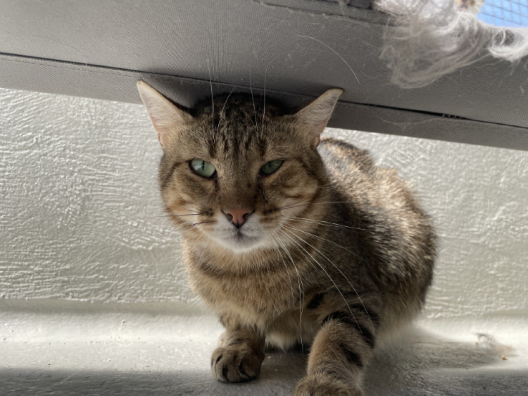 Dorky - Chat Européen à adopter