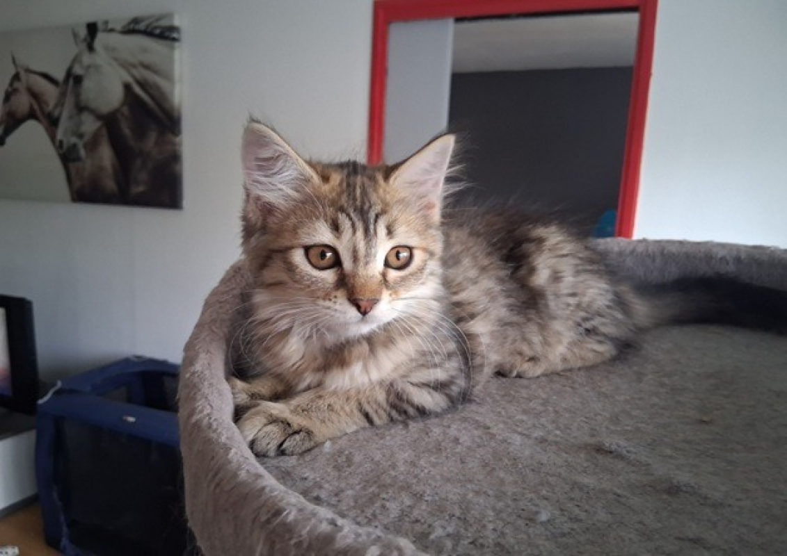 Baleine - Chat Européen à adopter