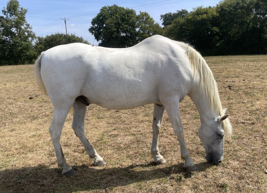 Querido - Equidé Cheval à adopter
