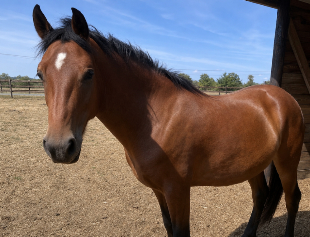 Mistral de belnoe - Equidé Poney à adopter