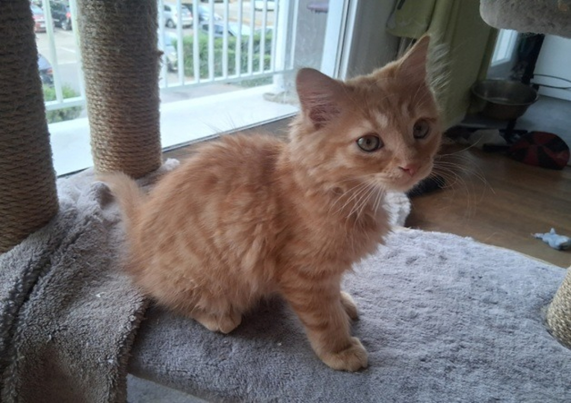 Bibi - Chat Européen à adopter