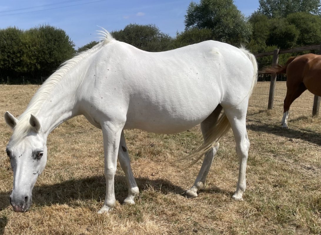 Kalila - Equidé Cheval à adopter
