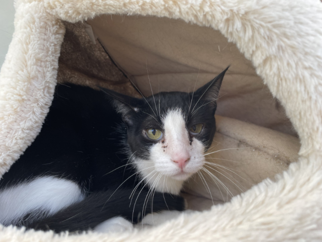 Jude - Chat Européen à adopter