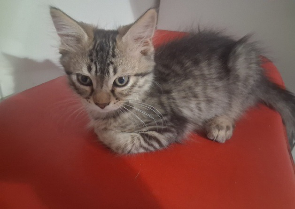 Belette - Chat Européen à adopter