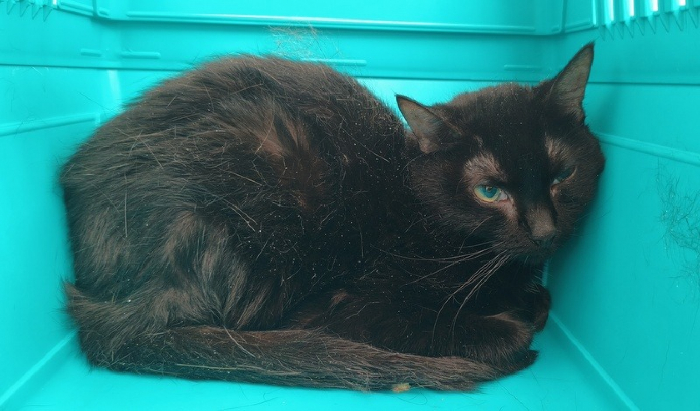 Baxta - Chat Européen à adopter