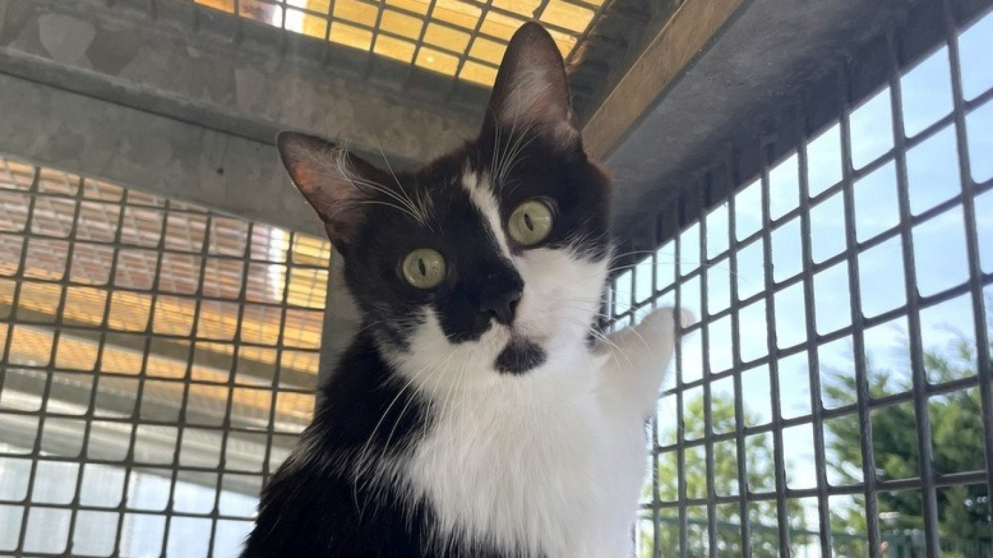Alizari - Chat Européen à adopter