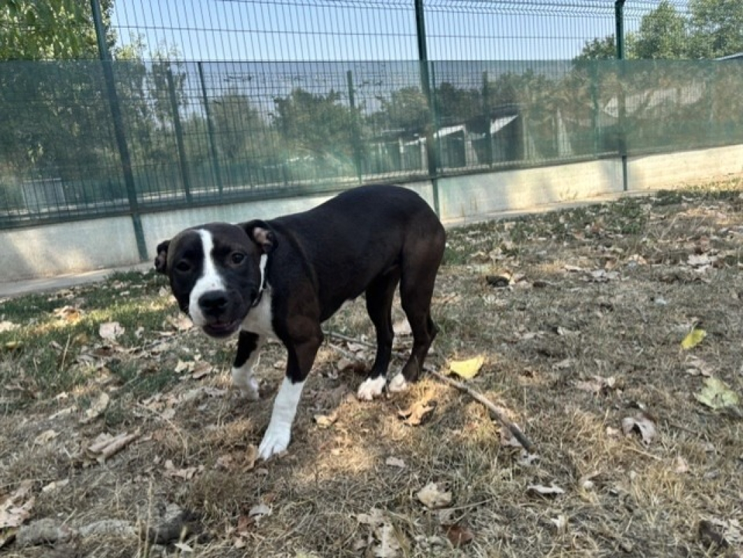 Buffy - Chien à adopter