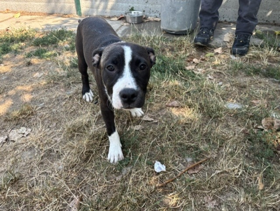 Buffy - Chien à adopter - photo 2