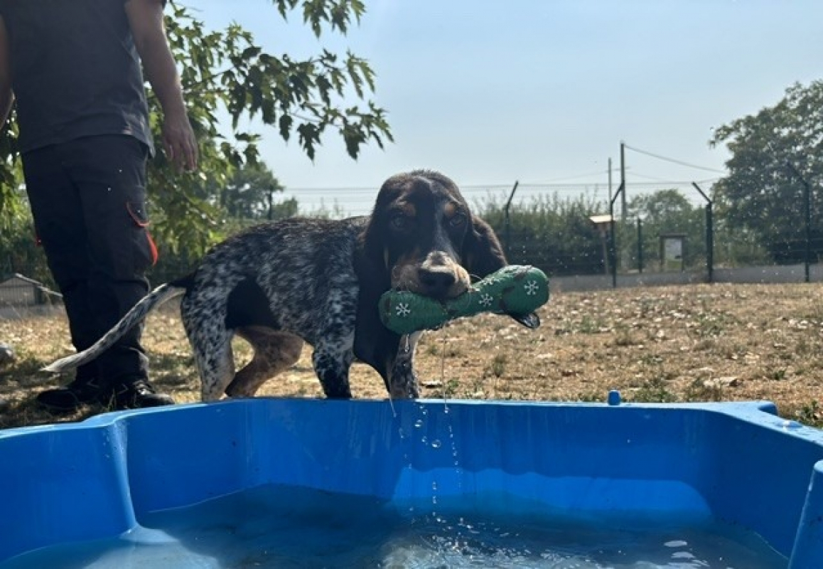 Blue - Chien à adopter