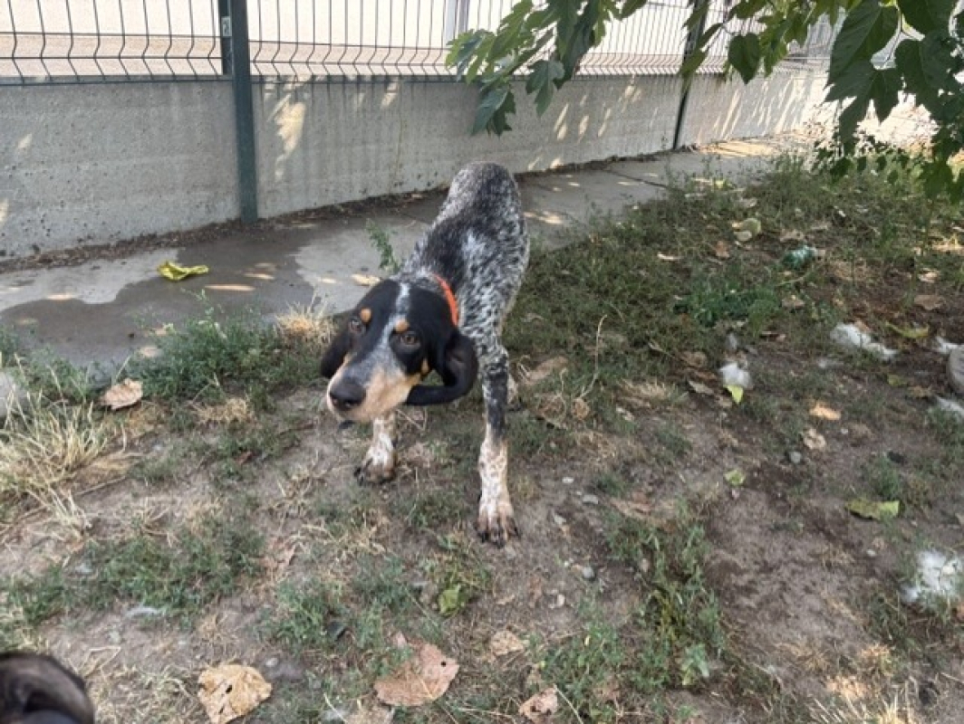 Blue - Chien à adopter - photo 2