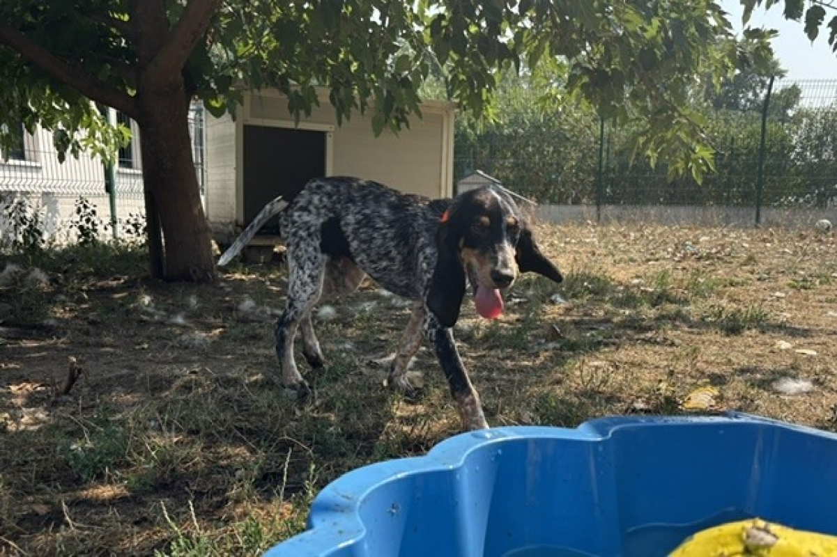 Blue - Chien à adopter - photo 3