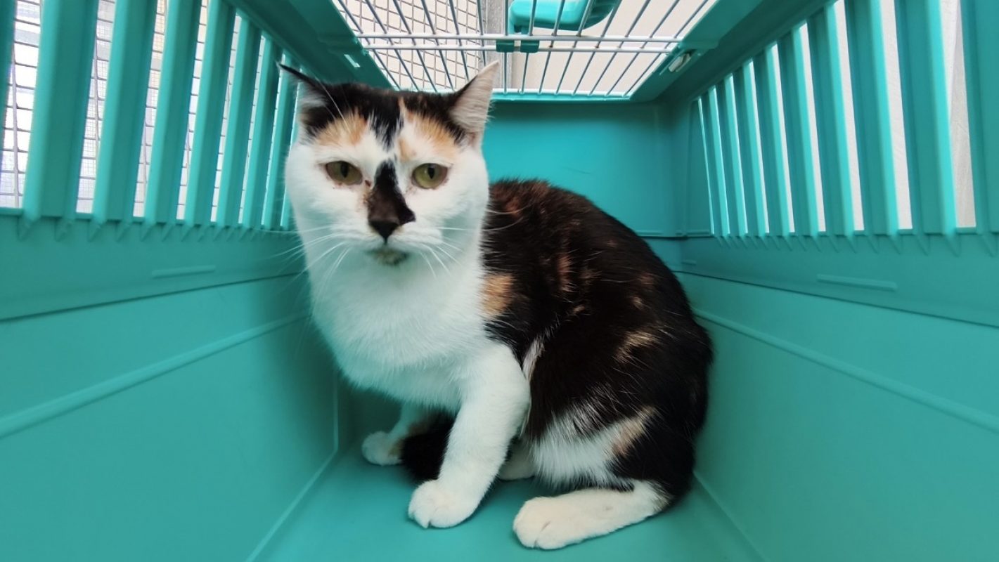 Eryka - Chat Européen à adopter