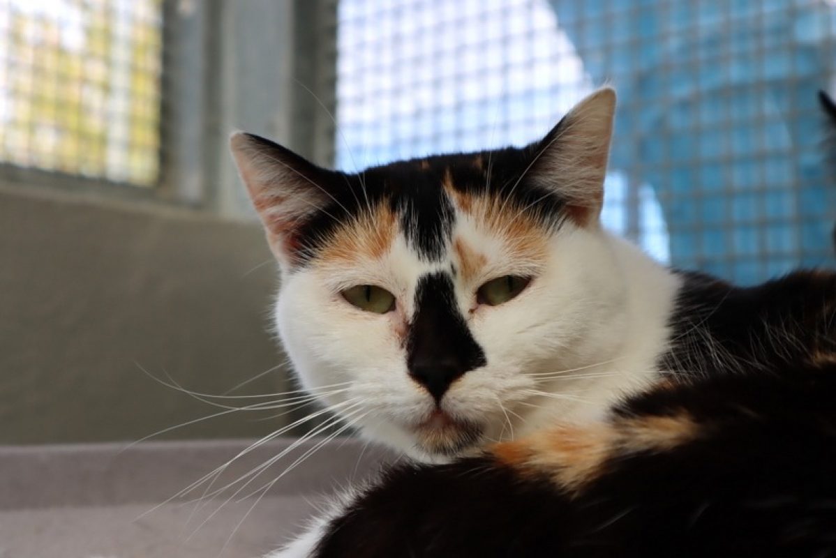 Eryka - Chat Européen à adopter