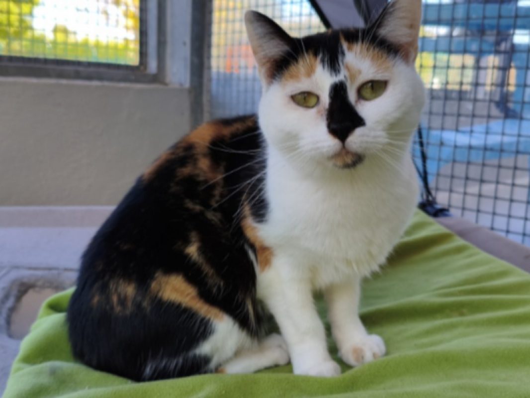 Eryka - Chat Européen à adopter - photo 2