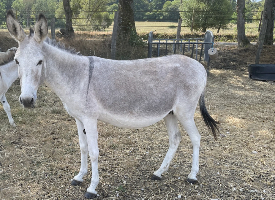 Ysandre de belnoe - Equidé Ane à adopter
