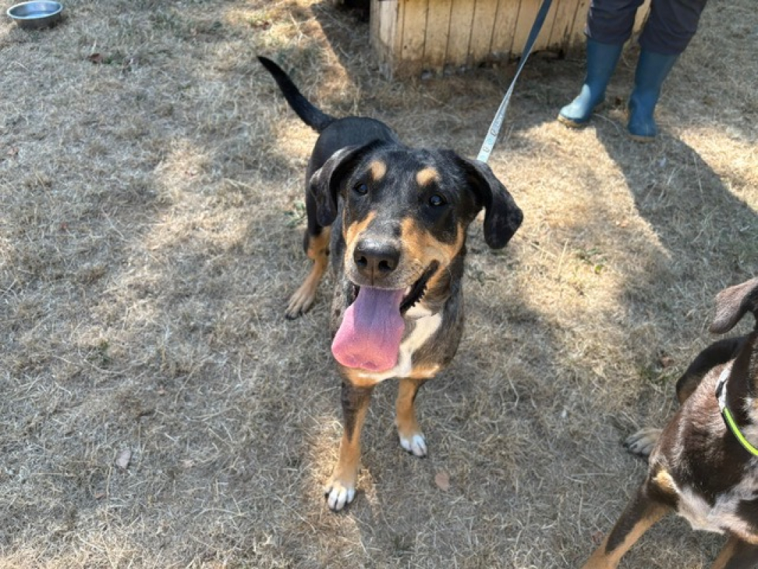 Pichta - Chien à adopter