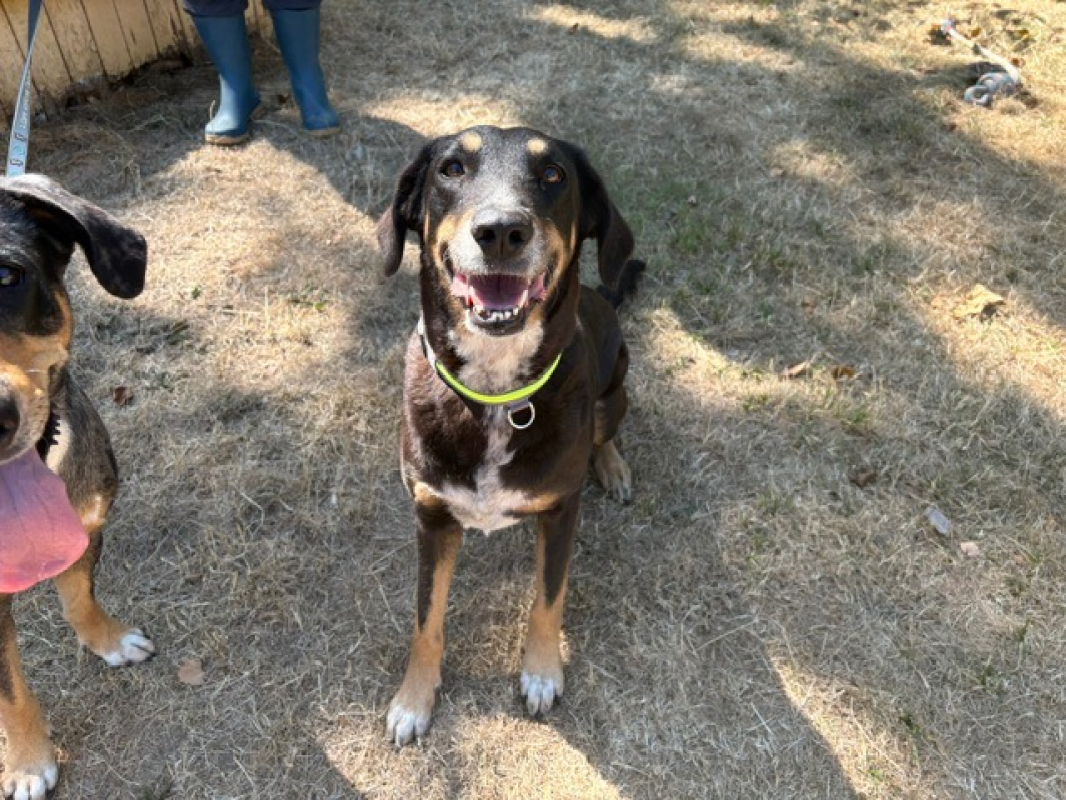 Gipsy - Chien à adopter