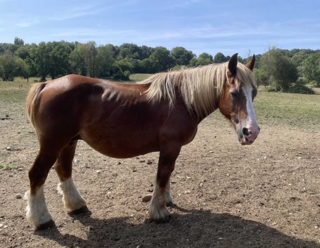 Octavia - Equidé Cheval à adopter