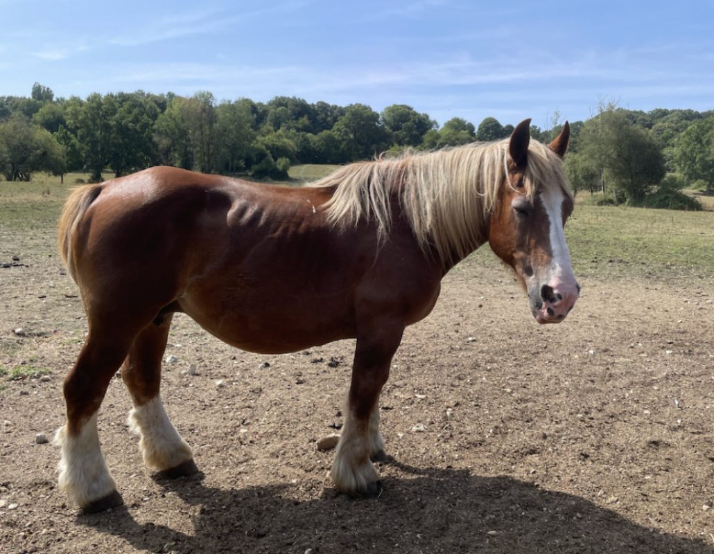 Octavia - Equidé Cheval à adopter
