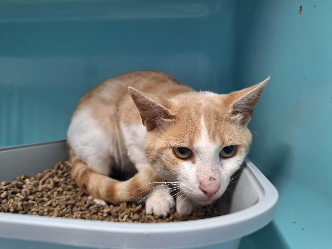 Sancho - Chat Européen à adopter