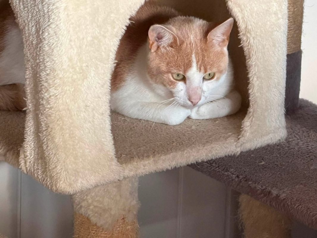 Sancho en sos - Chat Européen à adopter