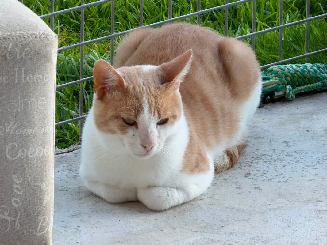 Sancho en sos - Chat Européen à adopter - photo 2