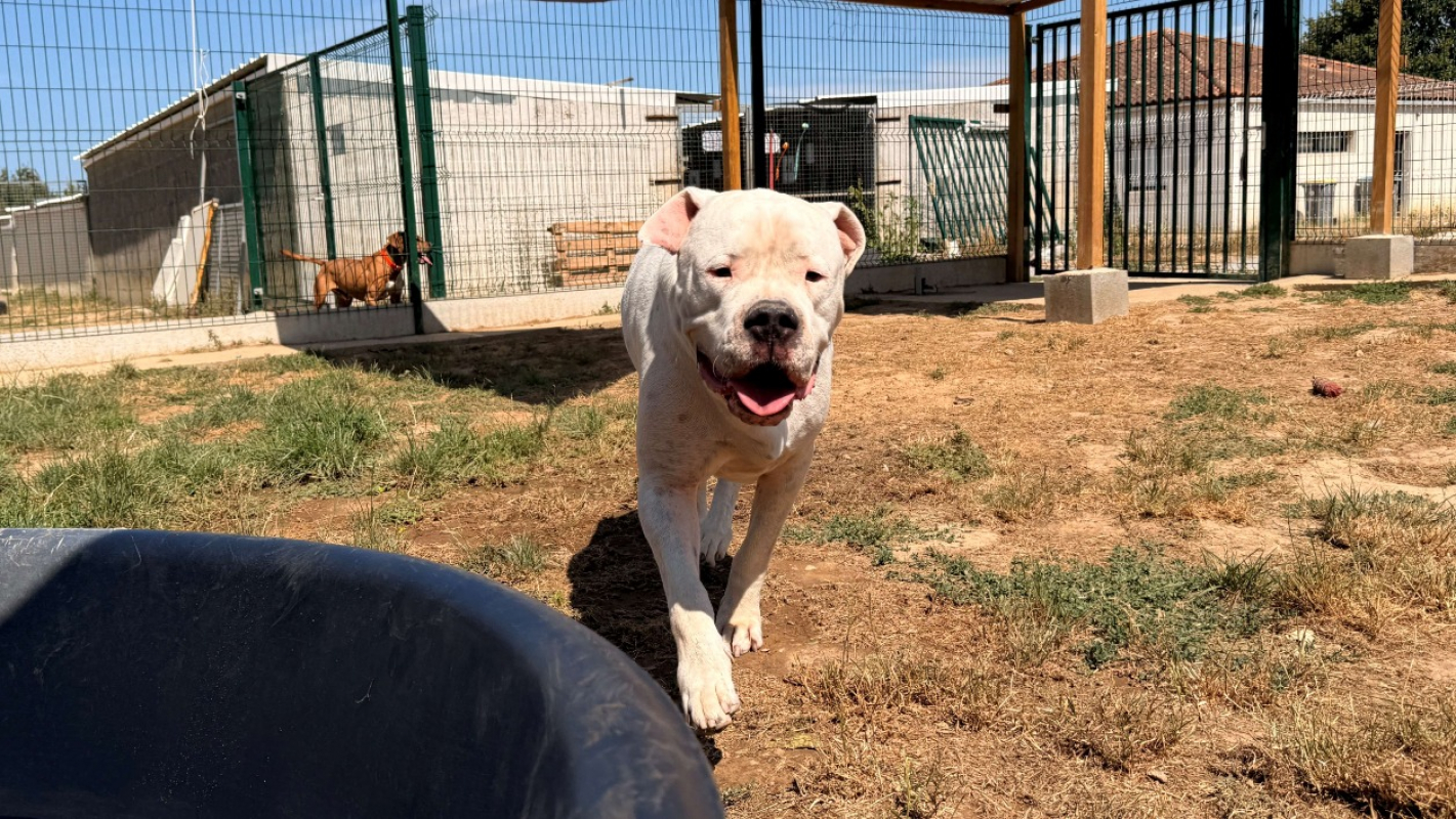 Uky - Chien Dogue Argentin à adopter - photo 5