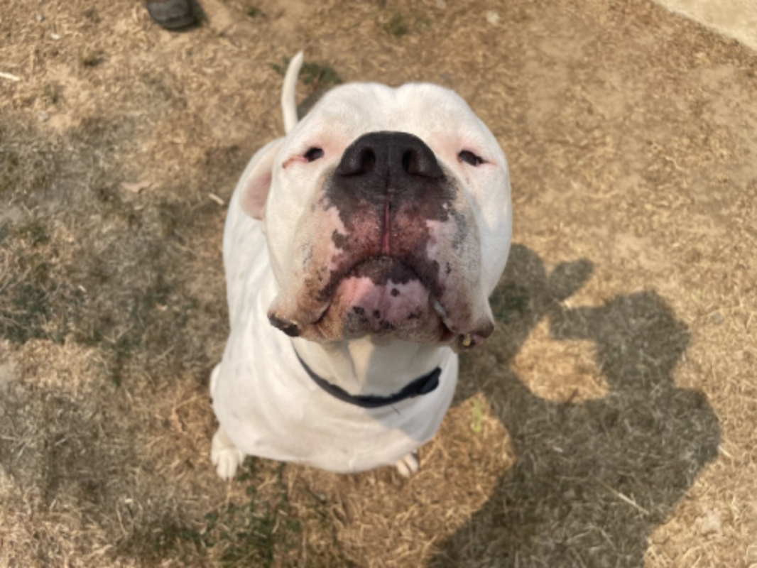 Uky - Chien Dogue Argentin à adopter - photo 6