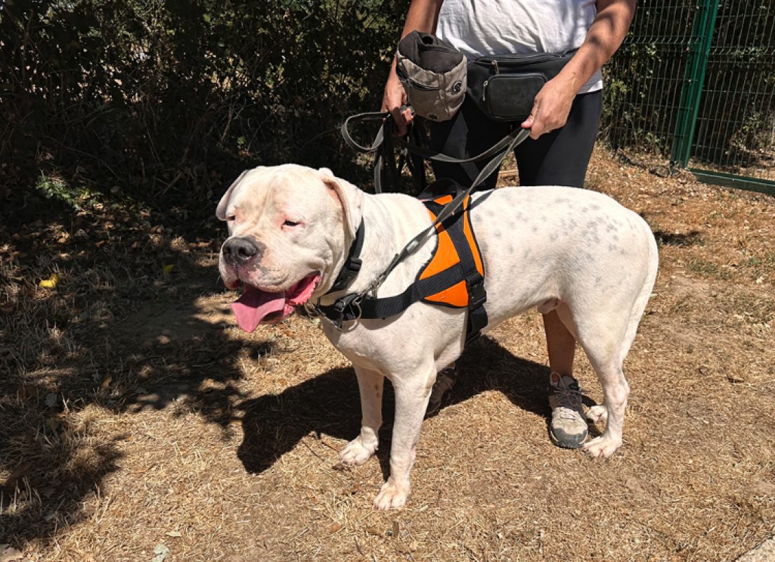Uky - Chien Dogue Argentin à adopter