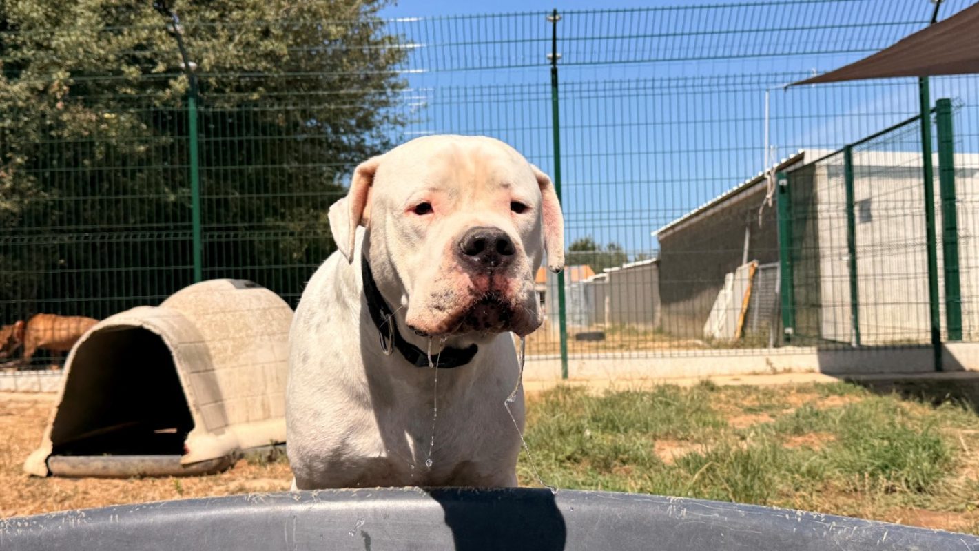 Uky - Chien Dogue Argentin à adopter - photo 2
