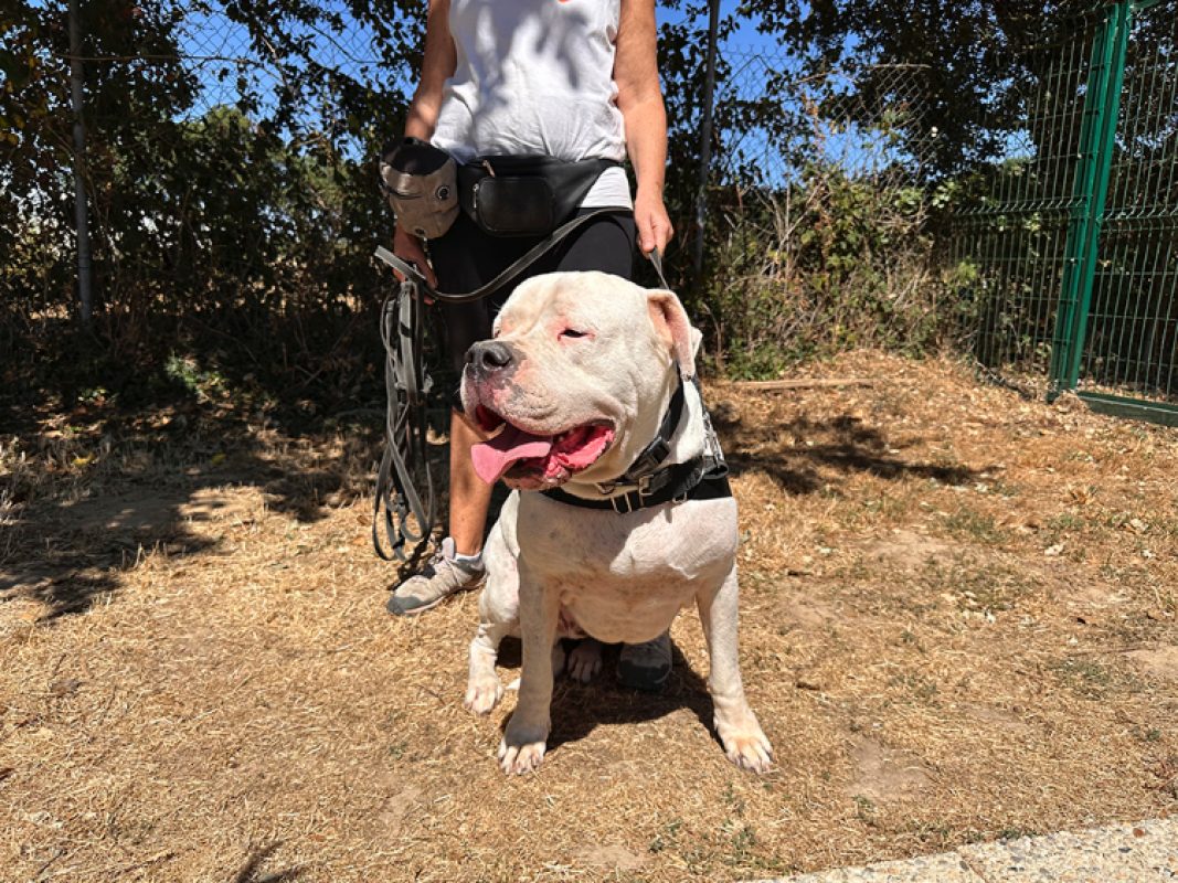 Uky - Chien Dogue Argentin à adopter - photo 3
