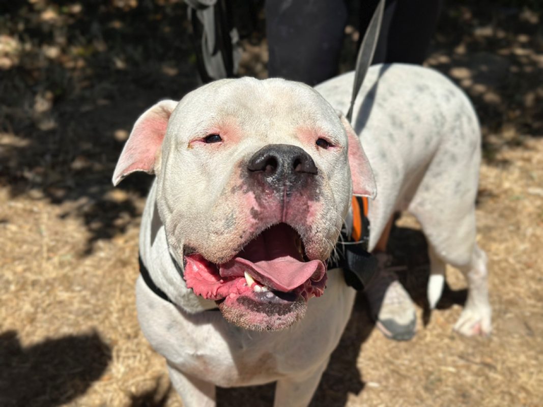 Uky - Chien Dogue Argentin à adopter - photo 4