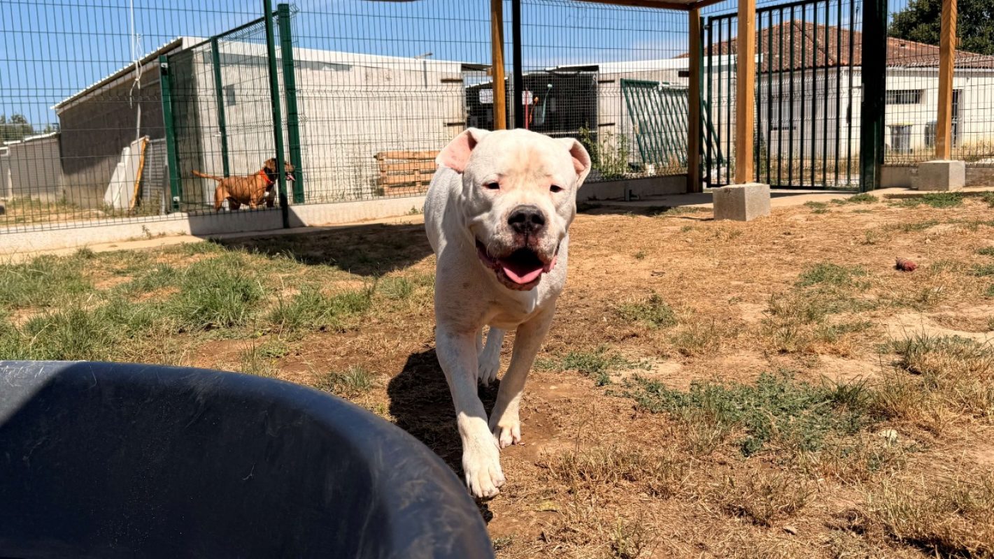 Uky - Chien Dogue Argentin à adopter - photo 5