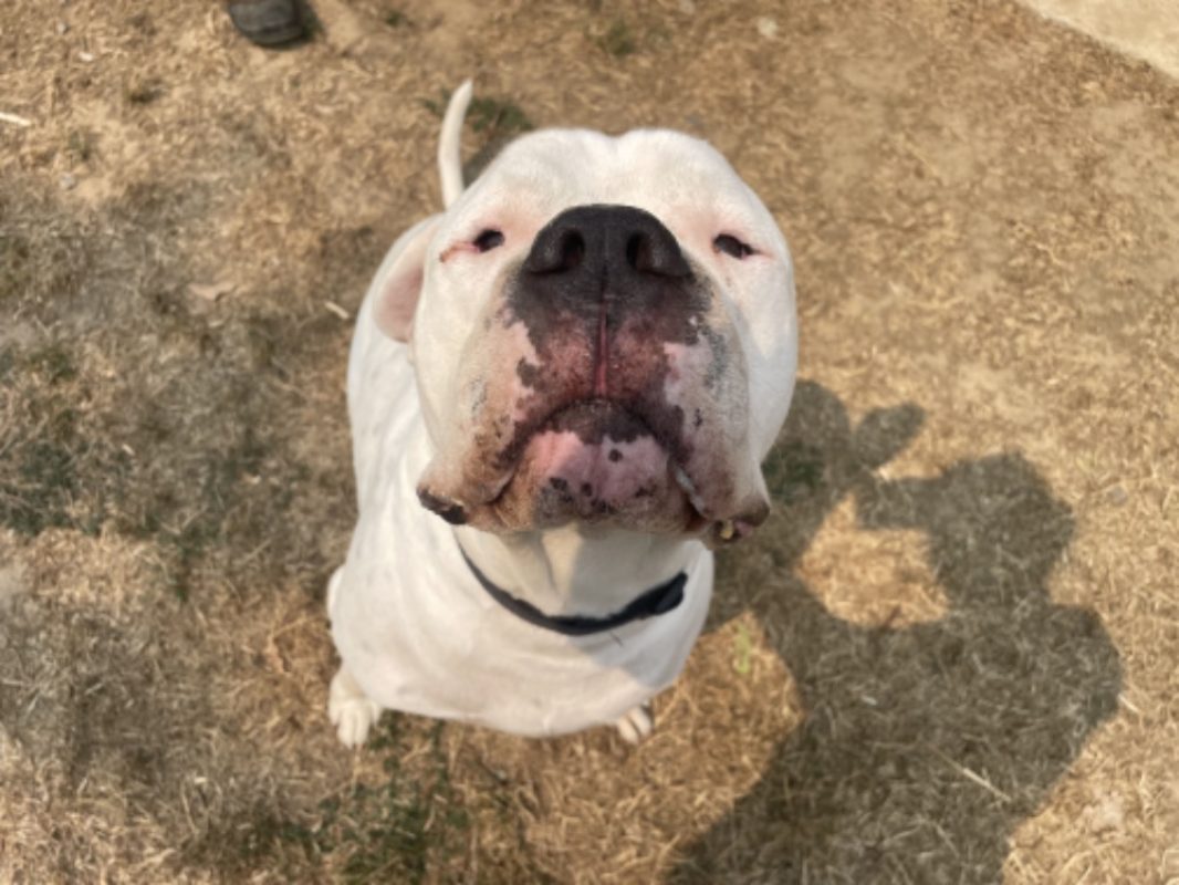 Uky - Chien Dogue Argentin à adopter - photo 6