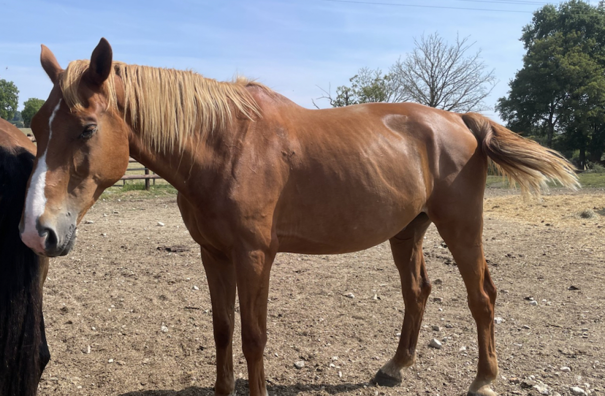 Rubis de l'aumone - Equidé Cheval à adopter