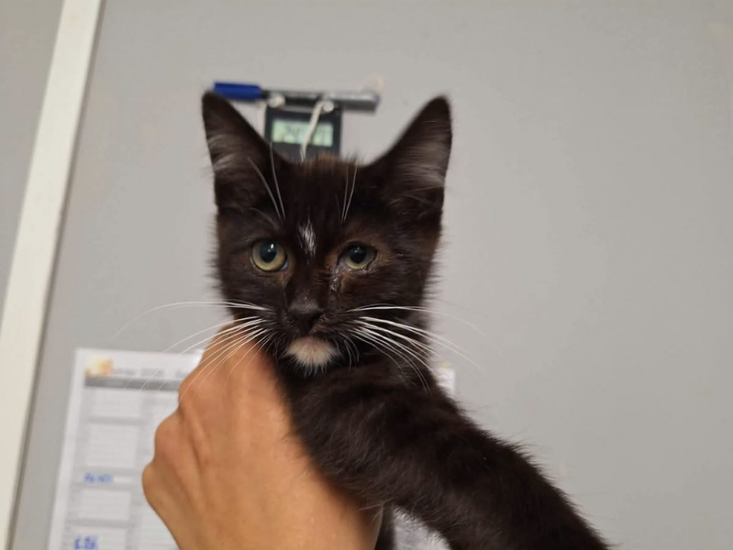 Chausson - Chat Européen à adopter