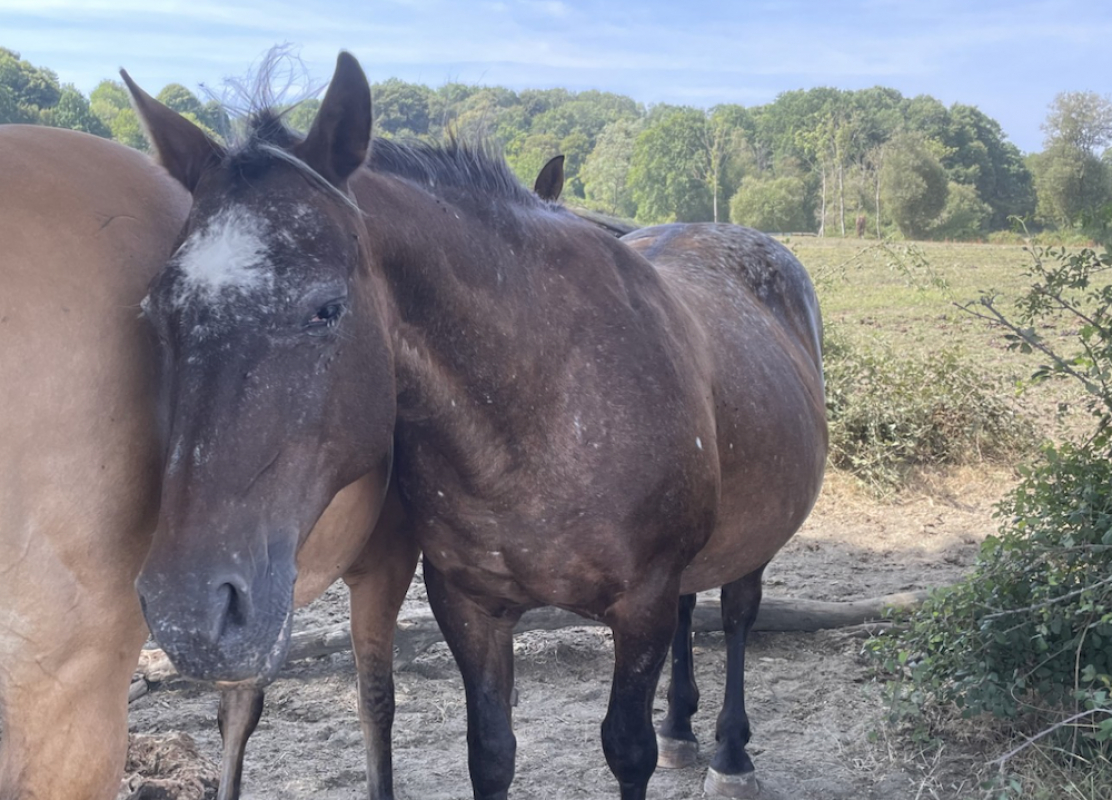 Montreal - Equidé Poney à adopter